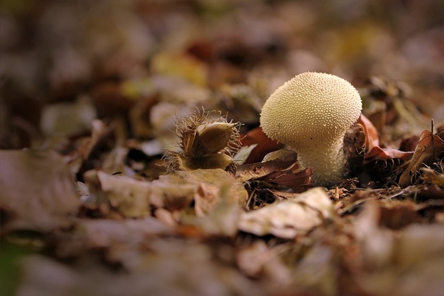 牛人 Umbrinum 蘑菇 - 上的免费照片