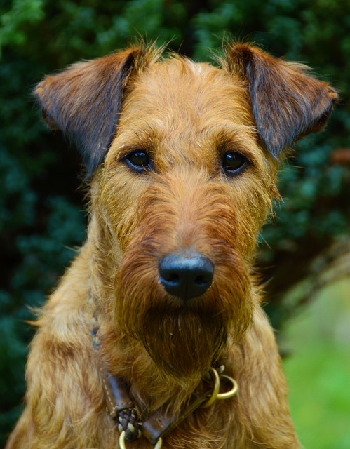 狗 爱尔兰梗 动物肖像 - 上的免费照片
