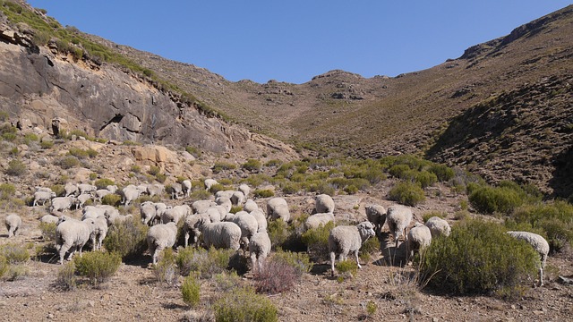 莱索托 一群山羊 景观 - 上的免费照片