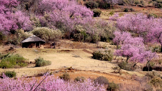 莱索托 圆形小屋 桃花源 - 上的免费照片