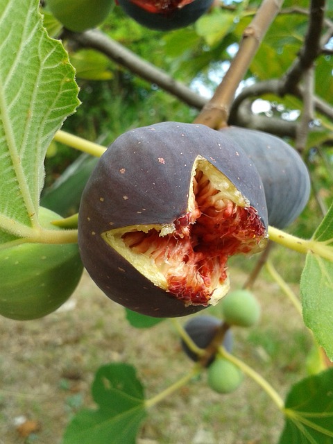 无花果 无花果树 真正的胆小鬼 - 上的免费照片