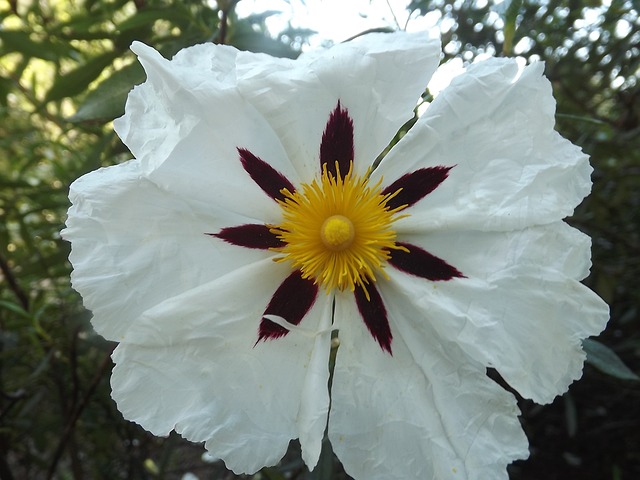 Cistus 白色 Jara 花朵 - 上的免费照片