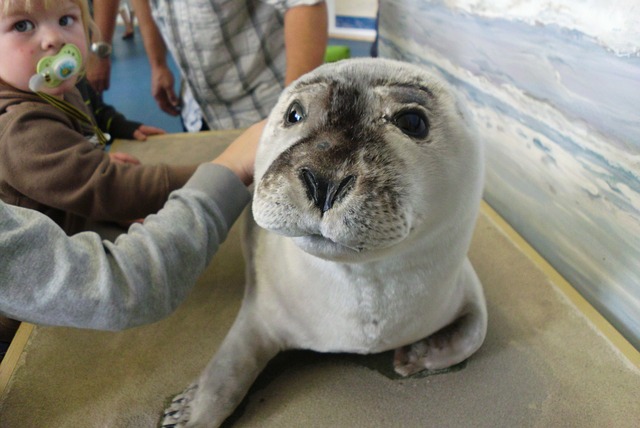 海豹 海豹宝宝 白印 - 上的免费照片