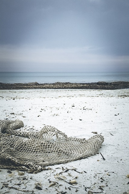 海滩 浮木 卷筒纸 - 上的免费照片