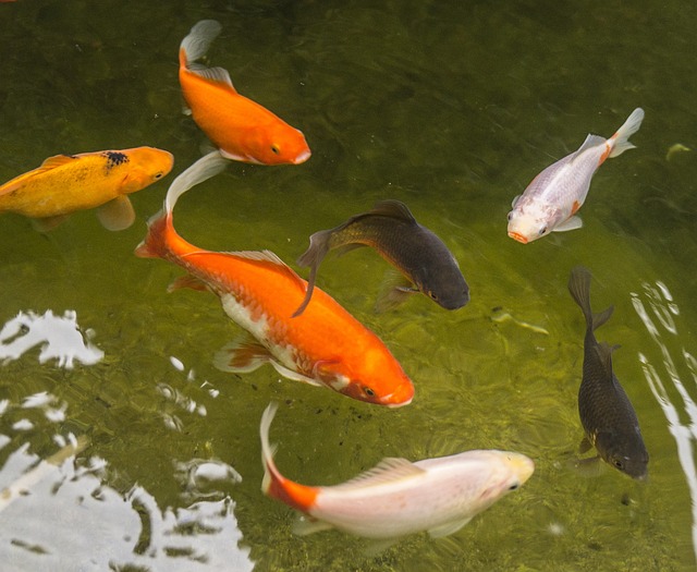 花园池塘 金鱼 鱼 - 上的免费照片