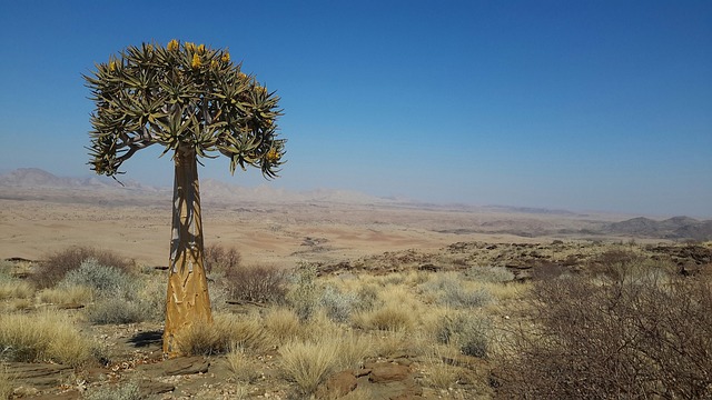 箭袋树 纳米比亚 千丘谷 - 上的免费照片
