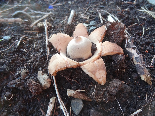 地球之星 木耳 蘑菇 - 上的免费照片