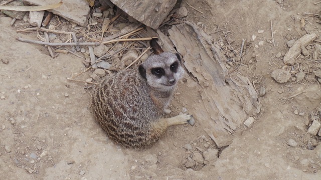 Suricate 非洲保护区 锡安 - 上的免费照片