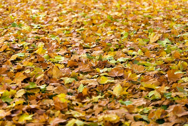 秋天 树叶 叶子 - 上的免费照片