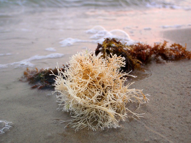 海滩 海藻 珊瑚 - 上的免费照片