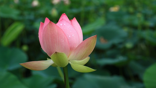 莲花 赤红 广谷地 - 上的免费照片