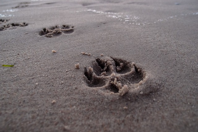 脚印 海滩 狗 - 上的免费照片