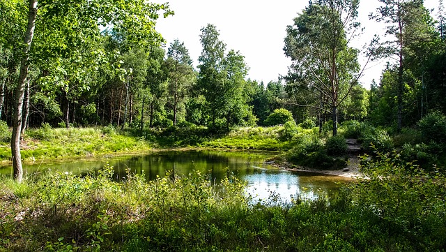 Waldsee 湖 森林 - 上的免费照片