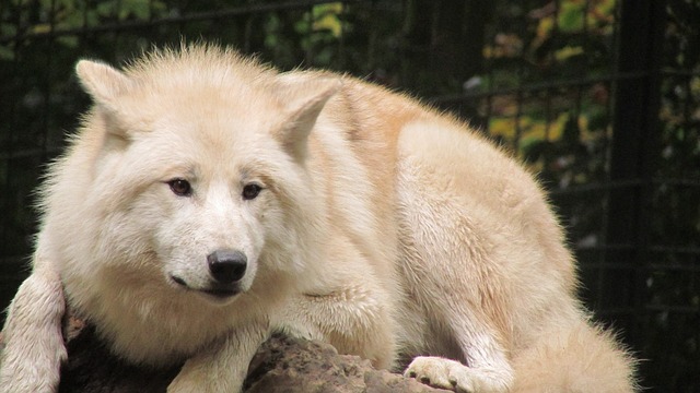 狼 伍珀塔尔 动物园 - 上的免费照片
