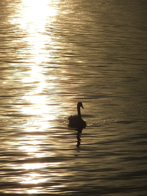 天鵝 夕陽 日落 - 上的免费照片