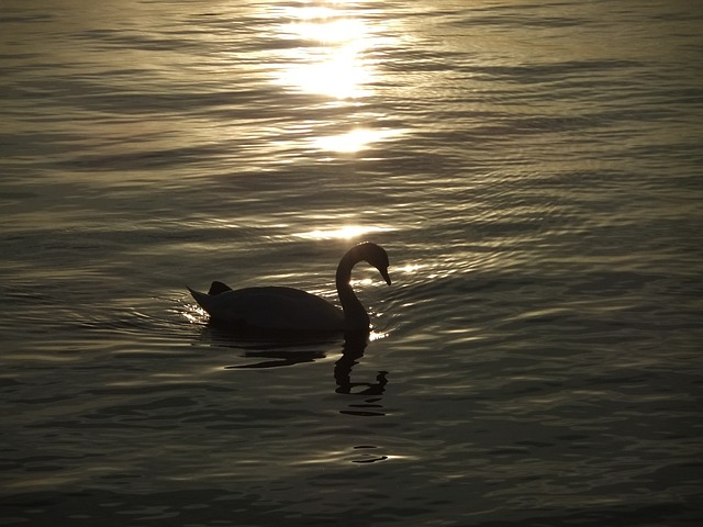 天鵝 動物 夕陽 - 上的免费照片