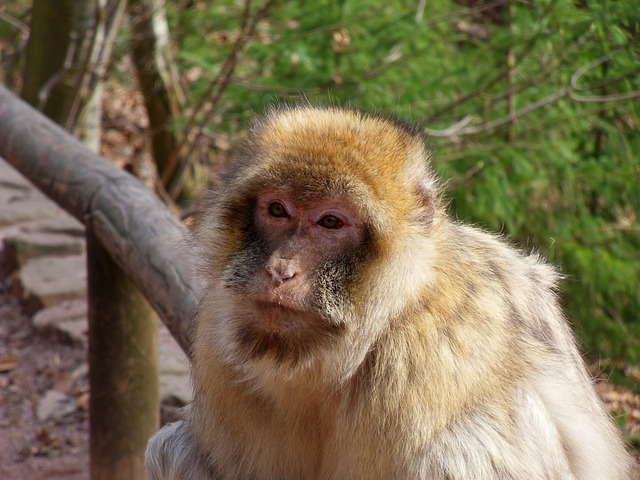 猴子 动物 野蛮的 - 上的免费照片