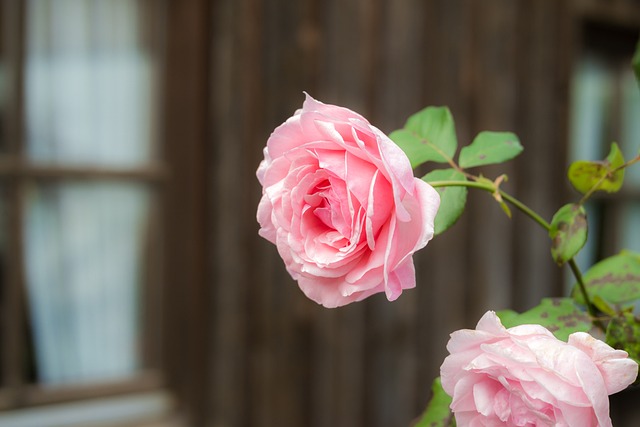 玫瑰 粉色的 开花 - 上的免费照片