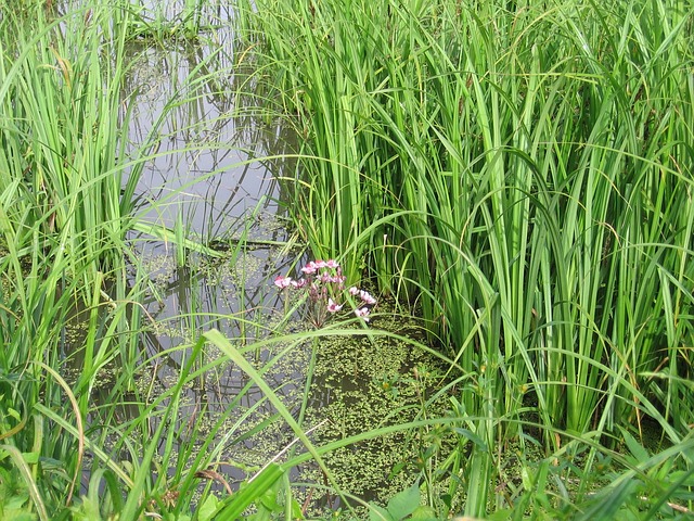 沼泽 呵呵 盛开 - 上的免费照片