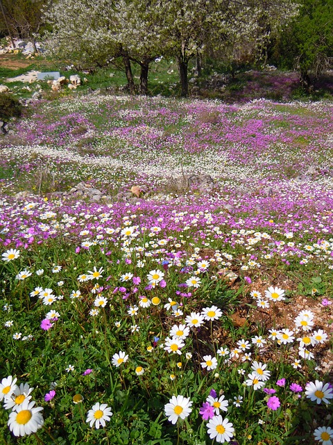 花朵 科孚岛 春天 - 上的免费照片