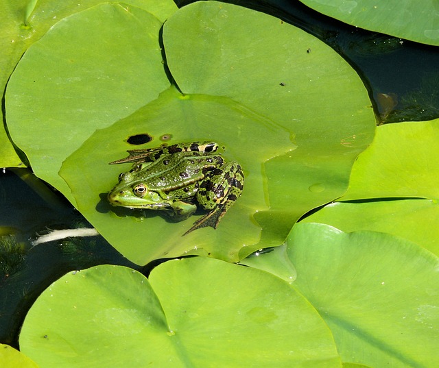 青蛙 松软的叶子 池塘 - 上的免费照片