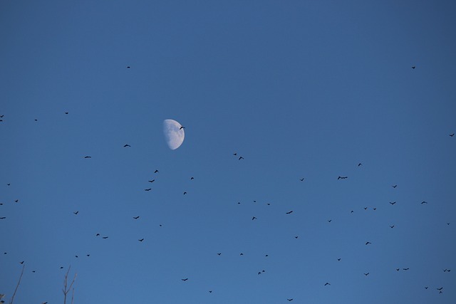 月亮 鸟类 群 - 上的免费照片
