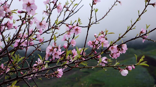 特内里费 春天 花树 - 上的免费照片