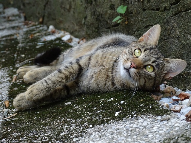 猫 石头 耳朵 - 上的免费照片