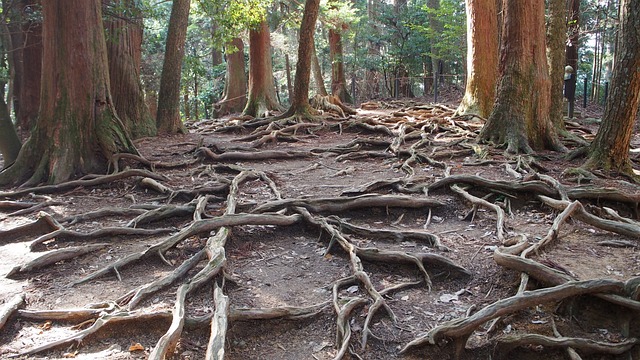 日本 鞍马山 树林 - 上的免费照片