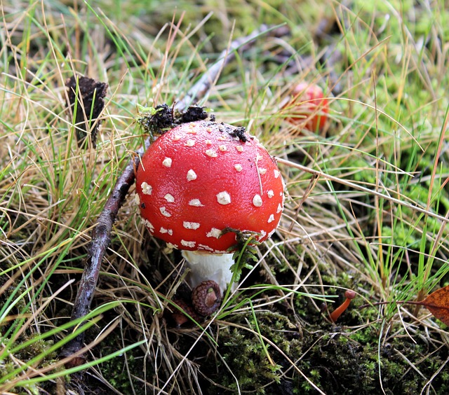 蘑菇 红色带白点 秋季 - 上的免费照片