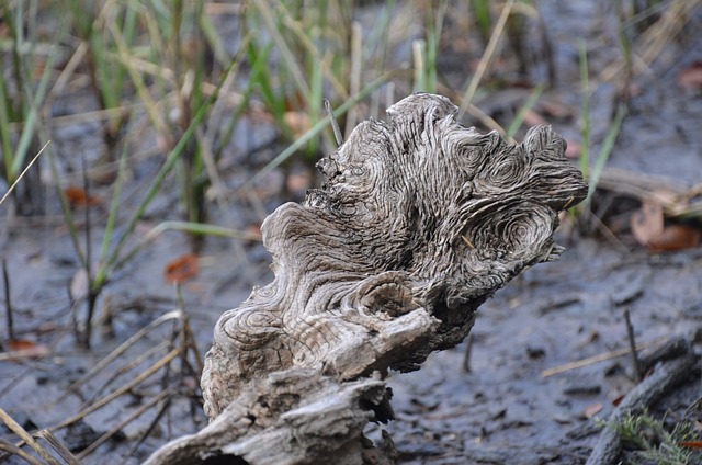 漂木 浮木 沼泽 - 上的免费照片