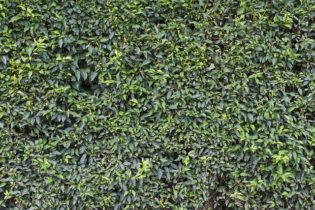 墙 绿色 叶子 - 上的免费照片