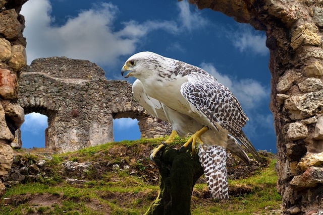 鹰猎 城堡 驯鹰者 - 上的免费照片