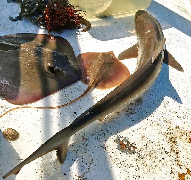 鲨鱼 抽筋鱼 鱼 - 上的免费照片