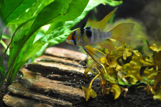 水族馆 美国慈鲷 繁殖 - 上的免费照片