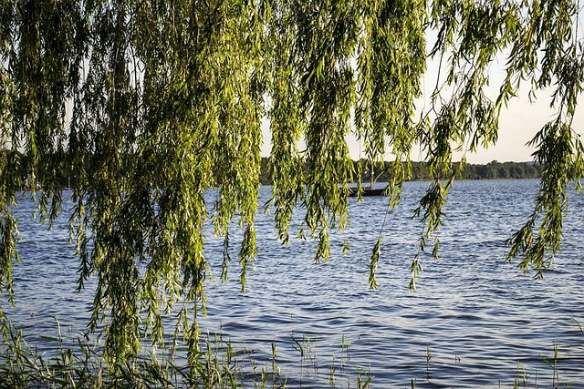 自然 树木 湖 - 上的免费照片