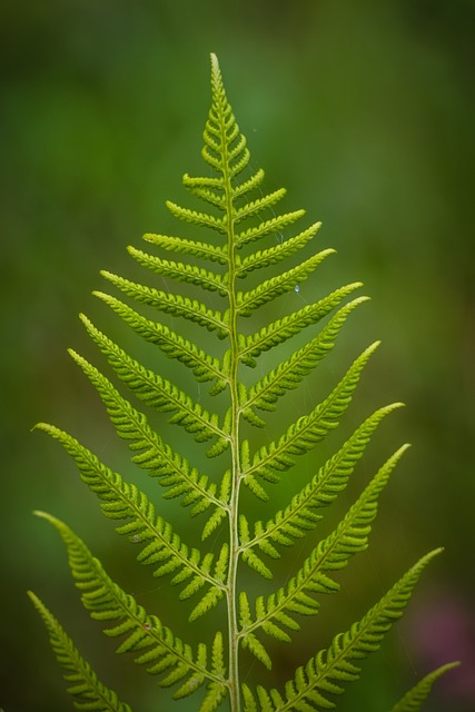 蕨 植物 绿色 - 上的免费照片