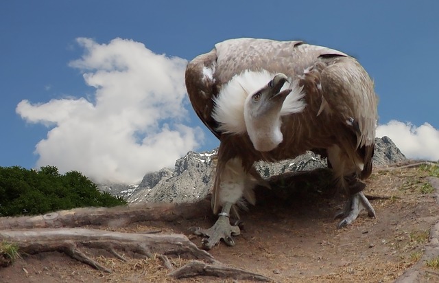 兀鹫 狮鹫 鸟 - 上的免费照片