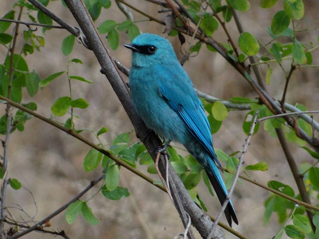捕蝇器 鸟 蓝色羽毛 - 上的免费照片