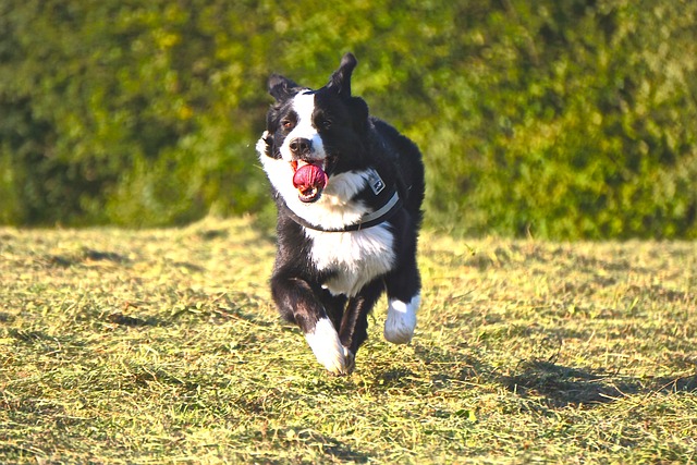 狗 跑步 动物 - 上的免费照片
