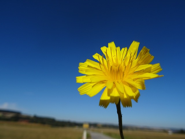 鹰草 花 开花 - 上的免费照片