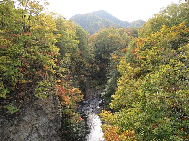 秋季树叶 峡谷 景观 - 上的免费照片