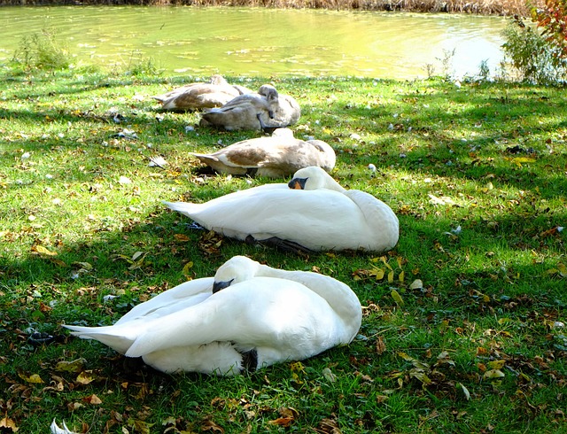 睡天鹅 年轻的图章 河岸边 - 上的免费照片