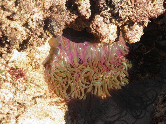 海葵 岩池 海 - 上的免费照片