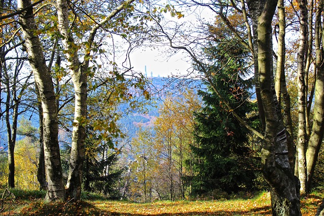 努斯 Feldberg 秋天的树林 - 上的免费照片