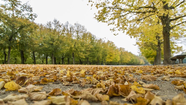 落葉 唯美 風景 - 上的免费照片