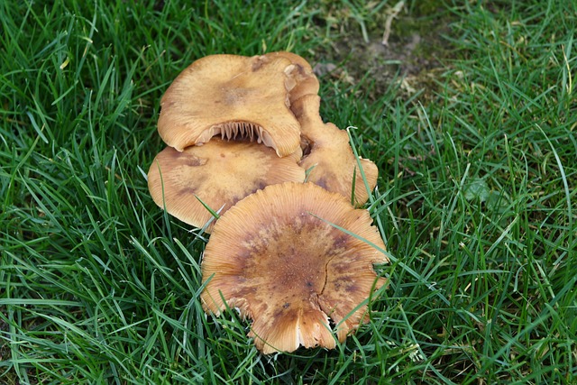蘑菇 花园 落下 - 上的免费照片
