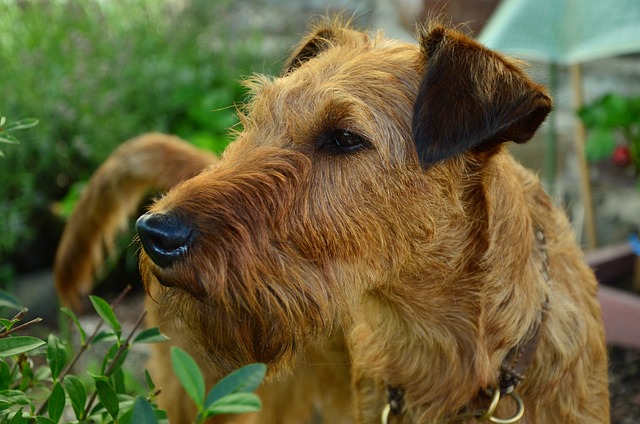 狗 爱尔兰梗 动物肖像 - 上的免费照片