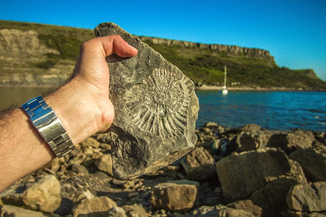 化石 英国 海岸 - 上的免费照片