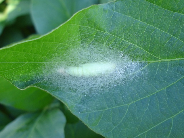 蛹 幼虫 昆虫 - 上的免费照片